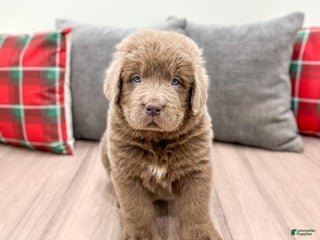 Newfoundland dogs Ranger - Ad 32