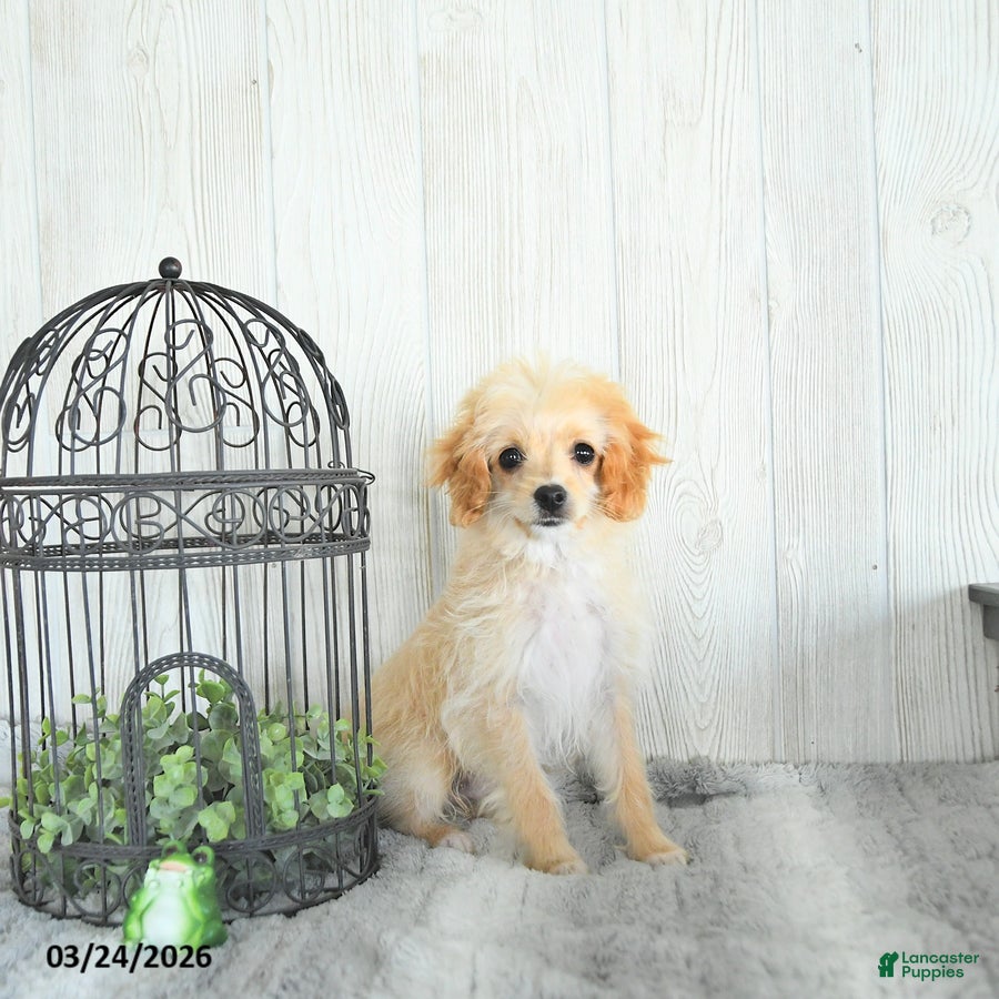 Cockapoo dogs Bandit EXTRA SMALL  - Ad 1