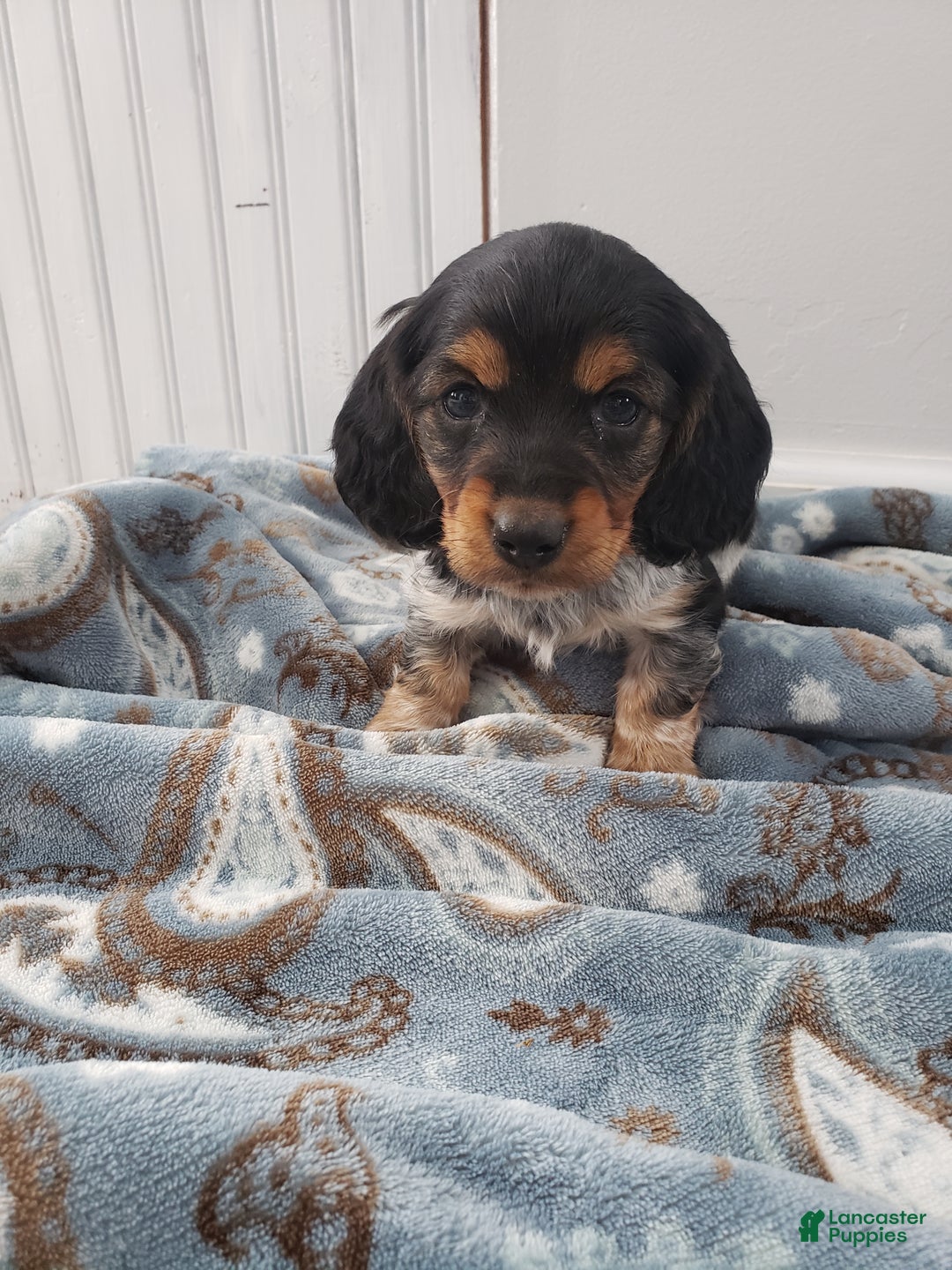 Miniature Dachshund dogs for sale: Theo - Ad 2