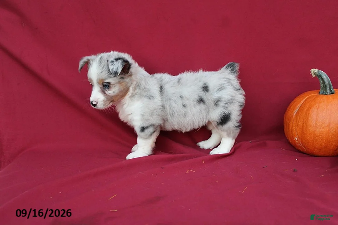 Mixed Breed dogs for sale: Artie - Ad 6