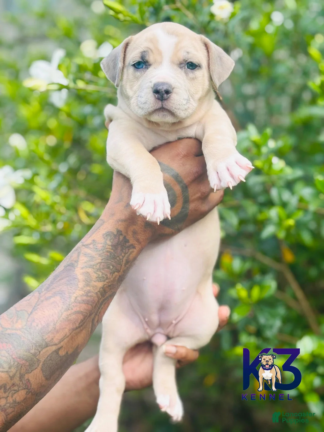 American Bully dogs for sale: American Bully Puppy 5 - Ad 2