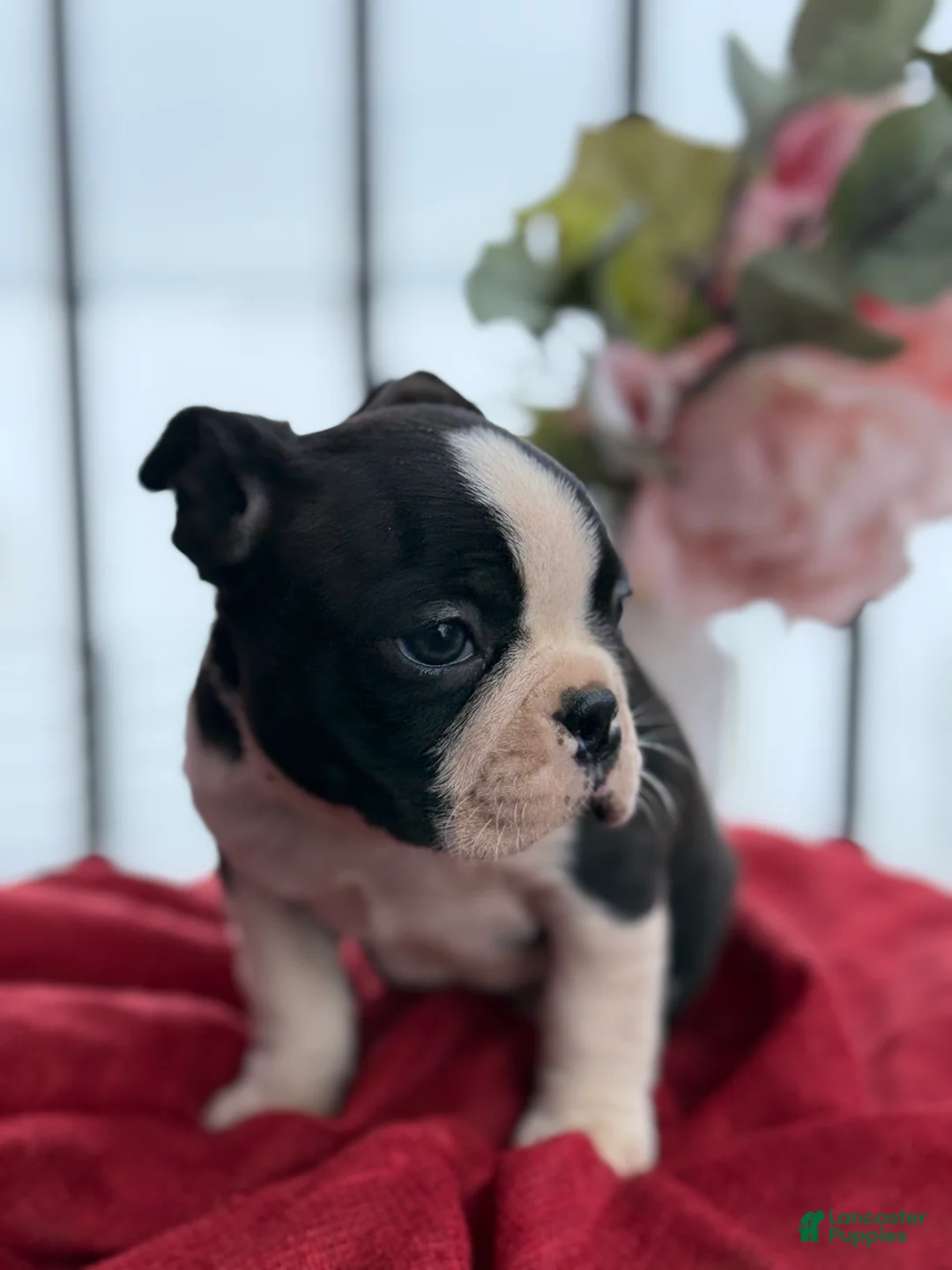 Boston Terrier dogs for sale: Travis - Ad 12