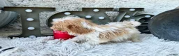 Cavapoo dogs for sale: Acorn - Ad 5