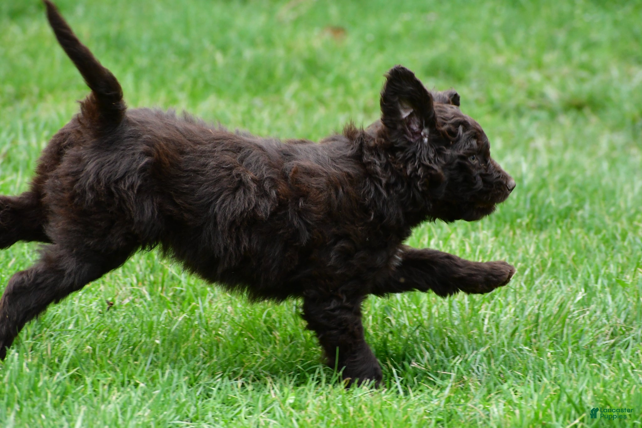 Newfypoo dogs Cash - Ad 2