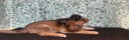 German Shepherd dogs for sale: Chestnut - Ad 3