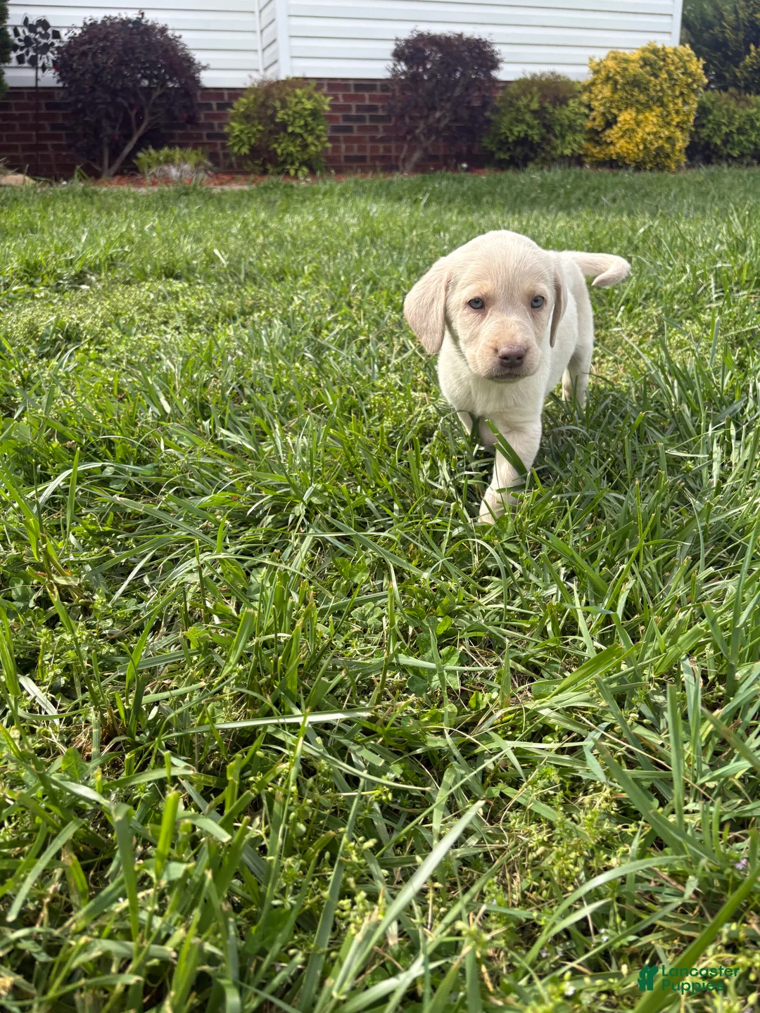 Labrador Retriever dogs for sale: Labrador Retriever Puppy 1 - Ad 2