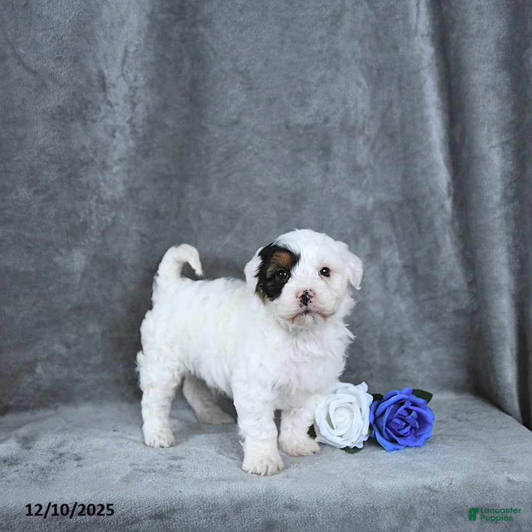 Mixed Breed dogs for sale: Grinch - Ad 1