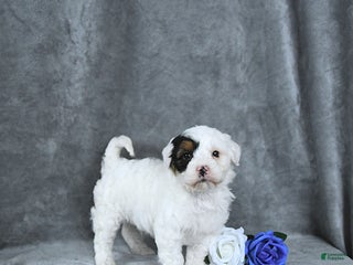 Mixed Breed dogs Grinch - Ad 35