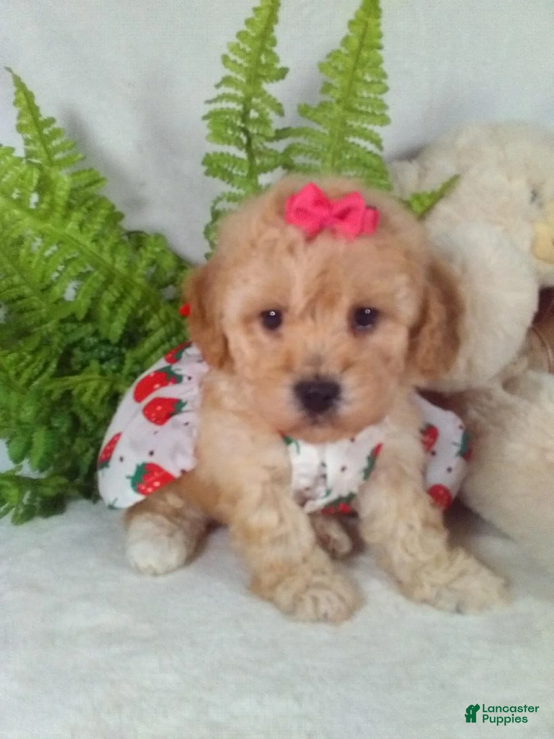 Bichpoo dogs for sale: Jana - Ad 3