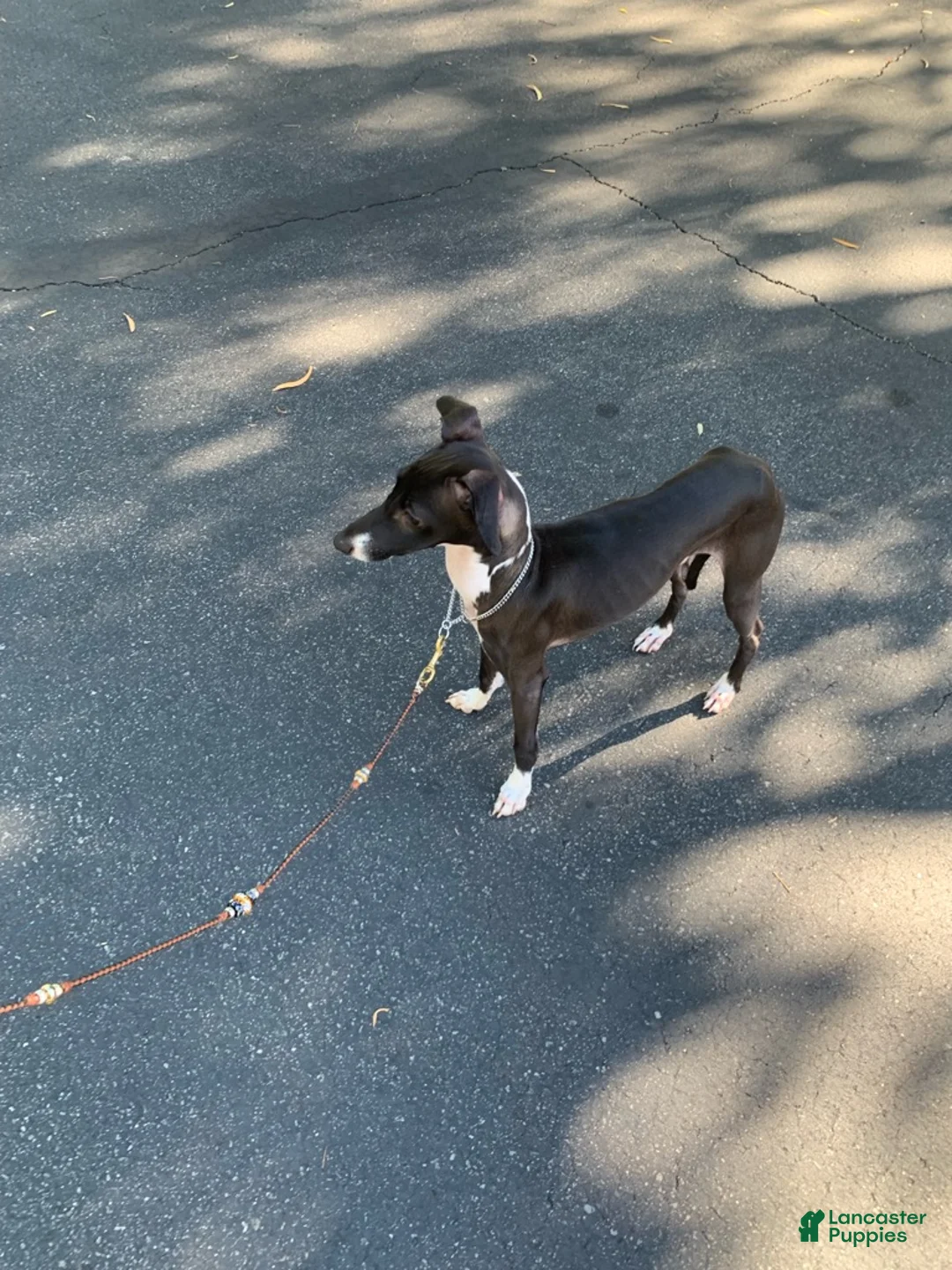Italian Greyhound dogs for sale: Nero - Ad 2