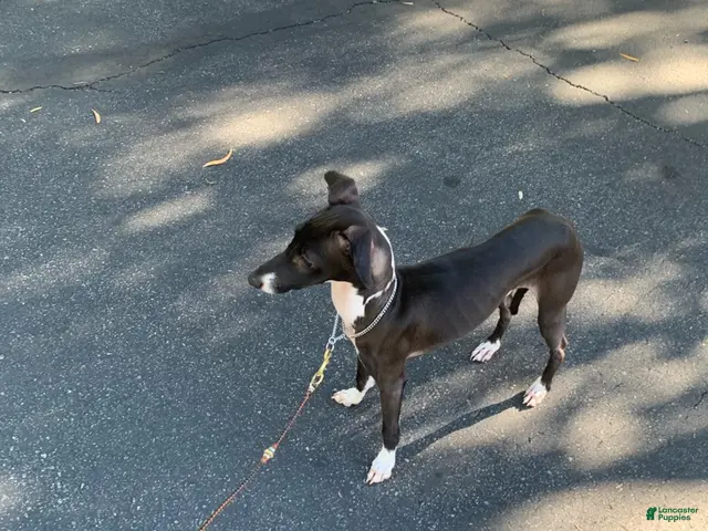 Italian Greyhound dogs for sale: Nero - Ad 2