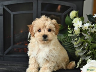 Maltipoo dogs - Ad 35