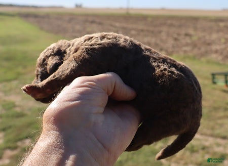 Chesapeake Bay Retriever dogs for sale: Chesapeake Bay Retriever 4 - Ad 2