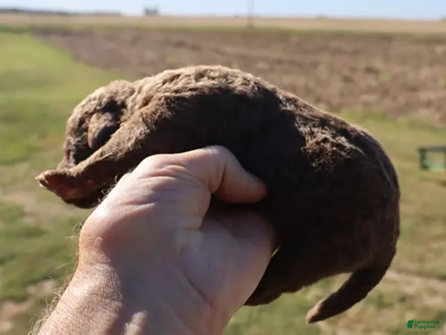 Chesapeake Bay Retriever dogs for sale: Chesapeake Bay Retriever 4 - Ad 2