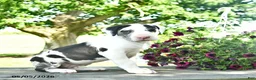 Great Dane dogs for sale: Candy - Ad 1
