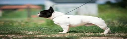 French Bulldog dogs for stud: Kasper - Ad 6