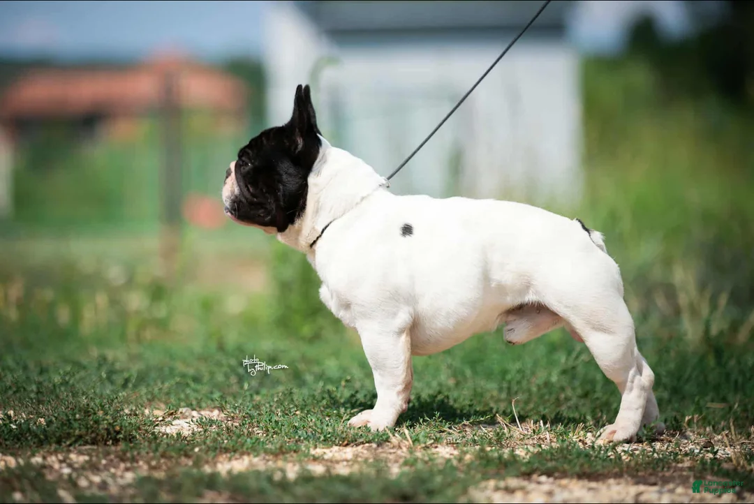 French Bulldog dogs for stud: Kasper - Ad 6