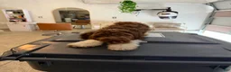 Havapoo dogs for sale: Havapoo Puppy 1 - Ad 3