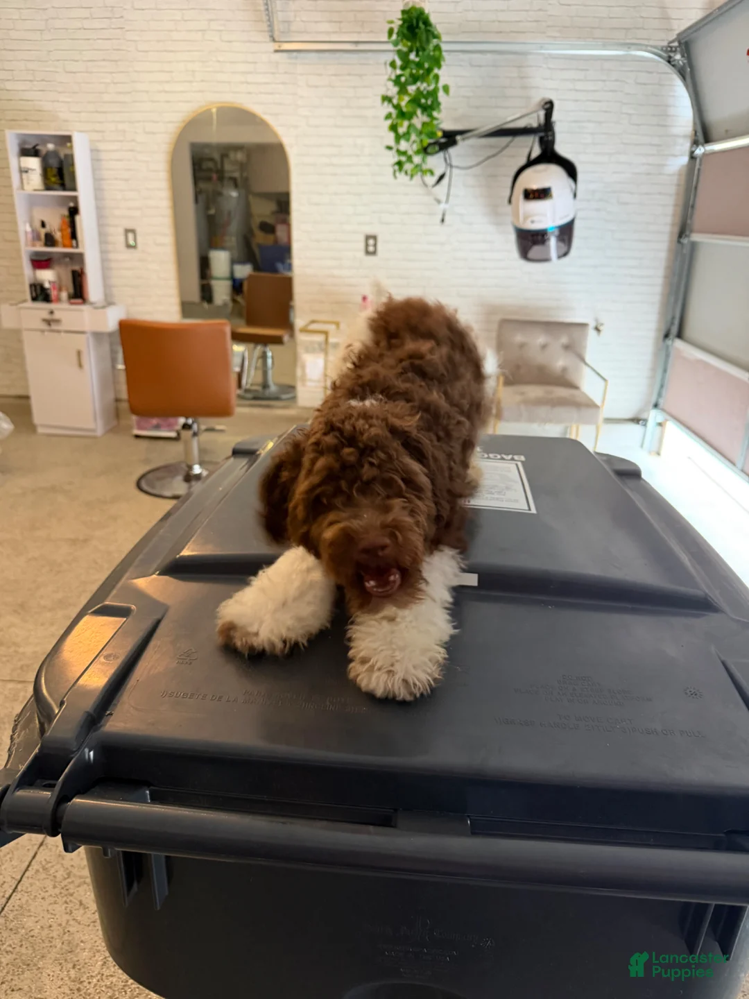 Havapoo dogs for sale: Havapoo Puppy 1 - Ad 3