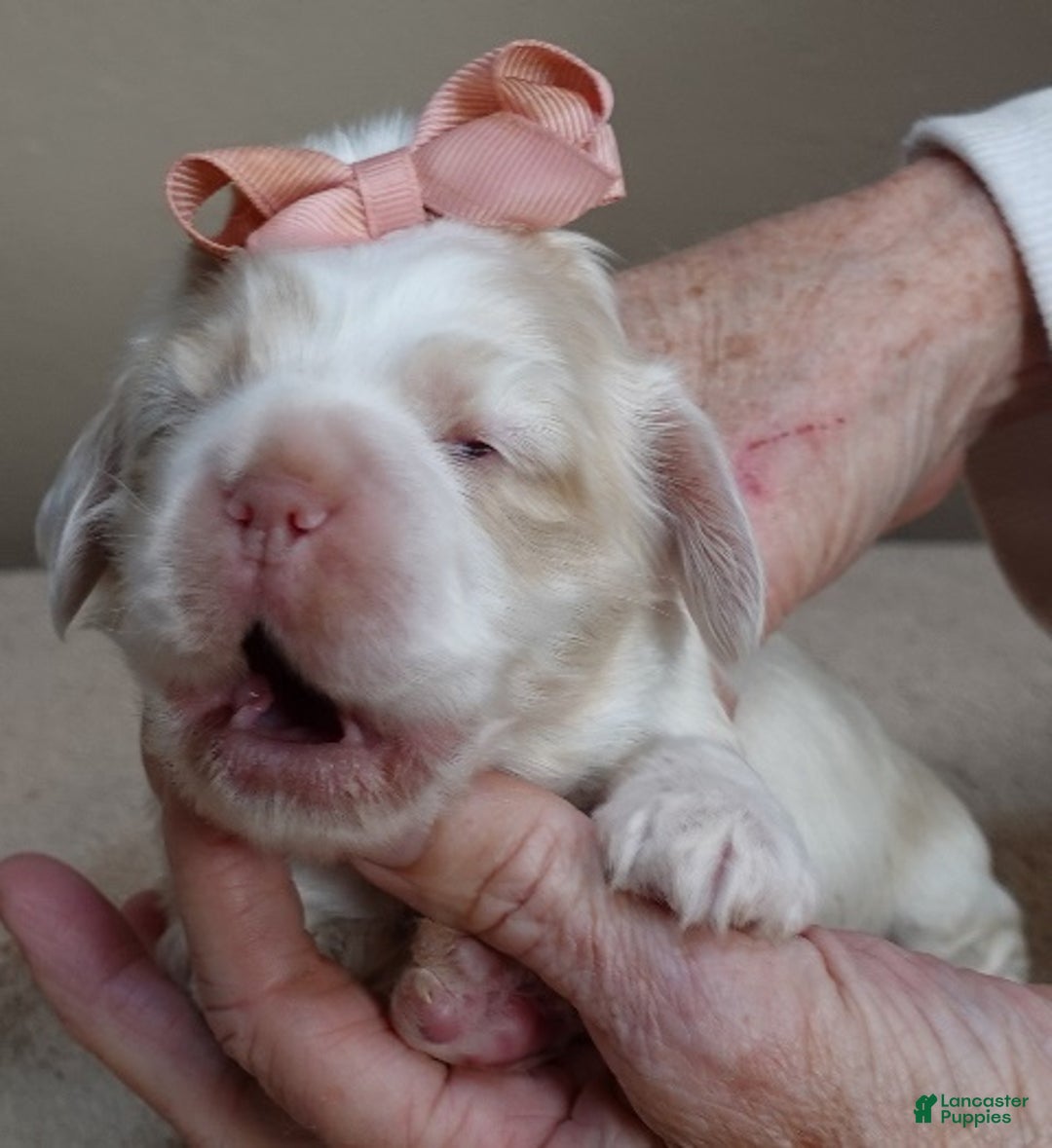 Cocker Spaniel dogs for sale: Cocker Spaniel Puppy 1 - Ad 3