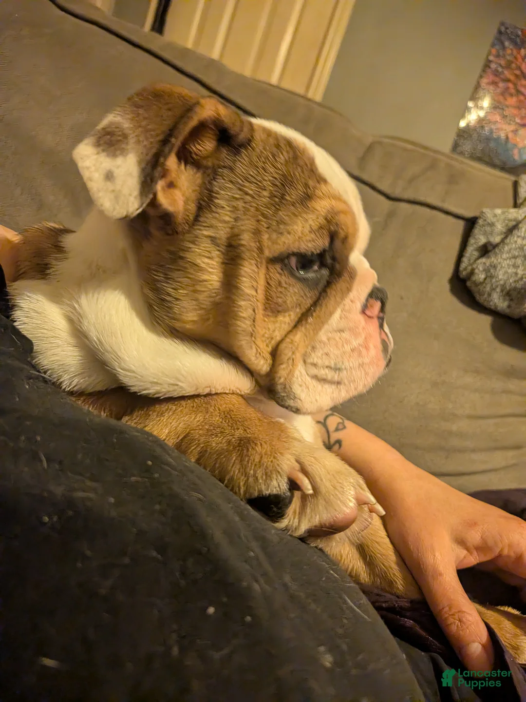 English Bulldog dogs for sale: English Bulldog 1 female puppy left  - Ad 1