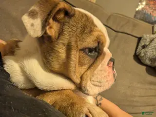 English Bulldog dogs for sale: English Bulldog 1 female puppy left - Ad 1