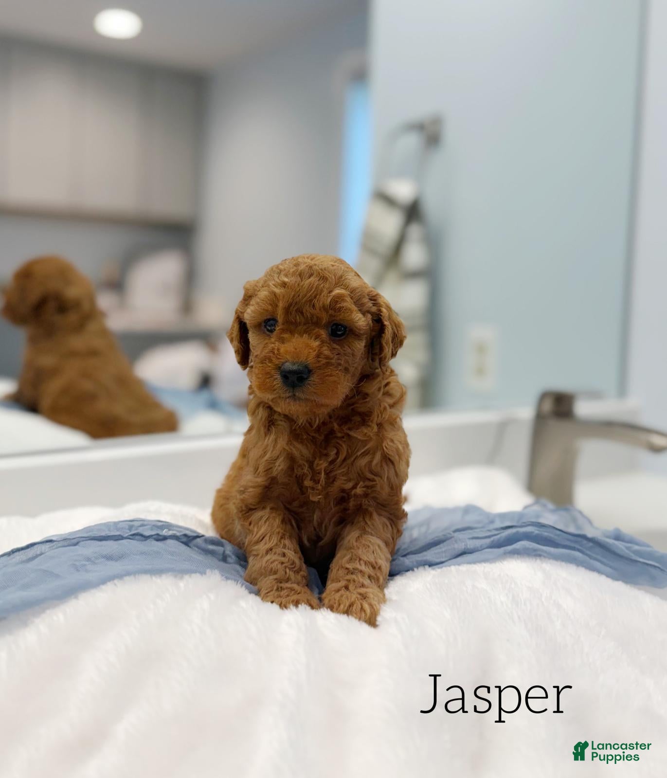 Mini Goldendoodle dogs Jasper - Ad 2