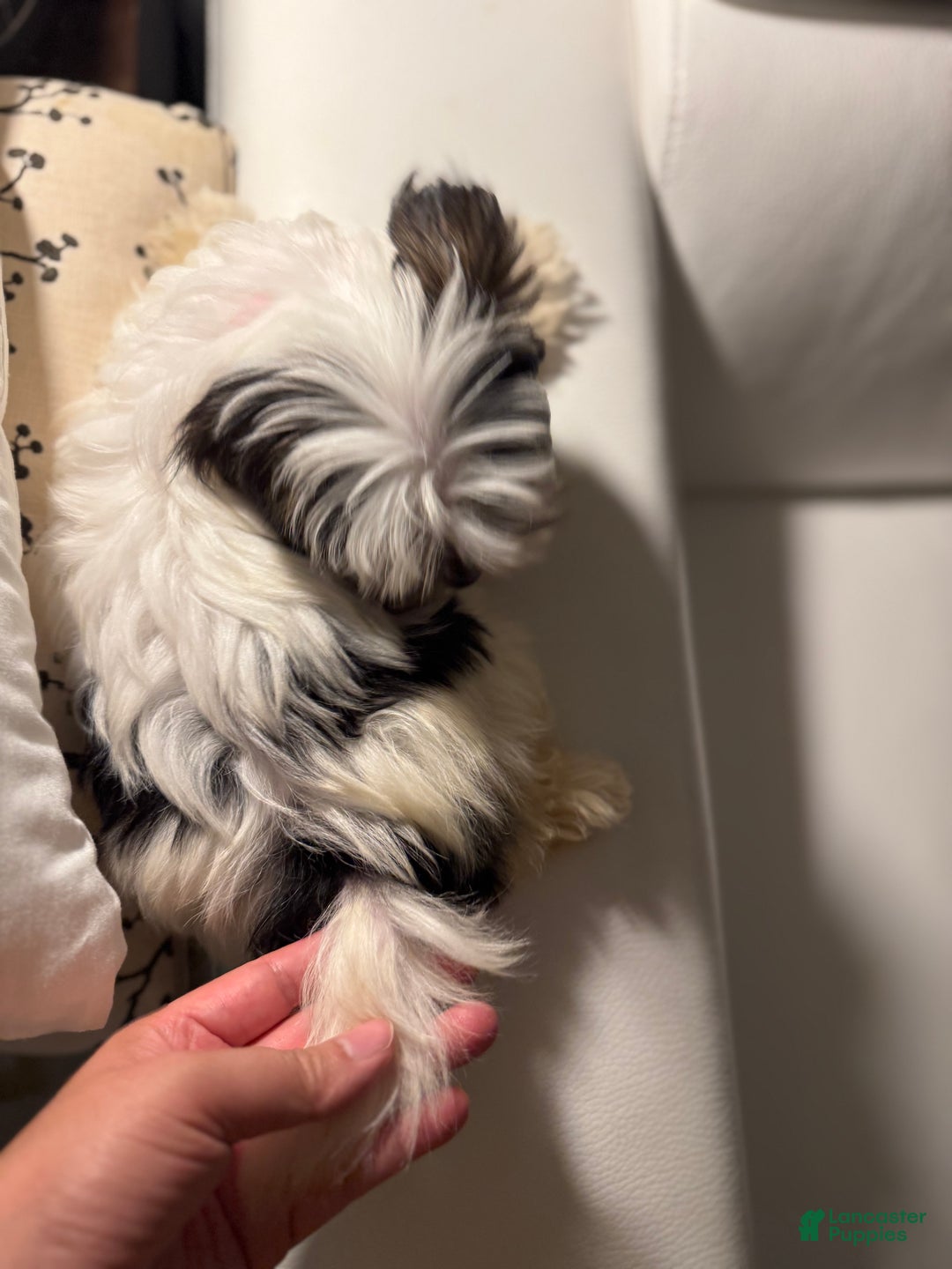 Morkie dogs for sale: Rice - Ad 5