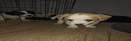Jack Russell Terrier dogs for sale: Jack Russell Terrier 1 - Ad 2