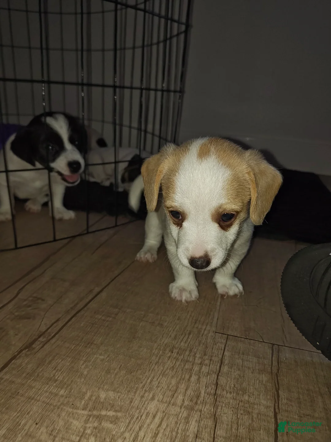 Jack Russell Terrier dogs for sale: Jack Russell Terrier 1 - Ad 2