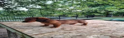 Miniature Dachshund dogs for sale: Teddy  - Ad 8