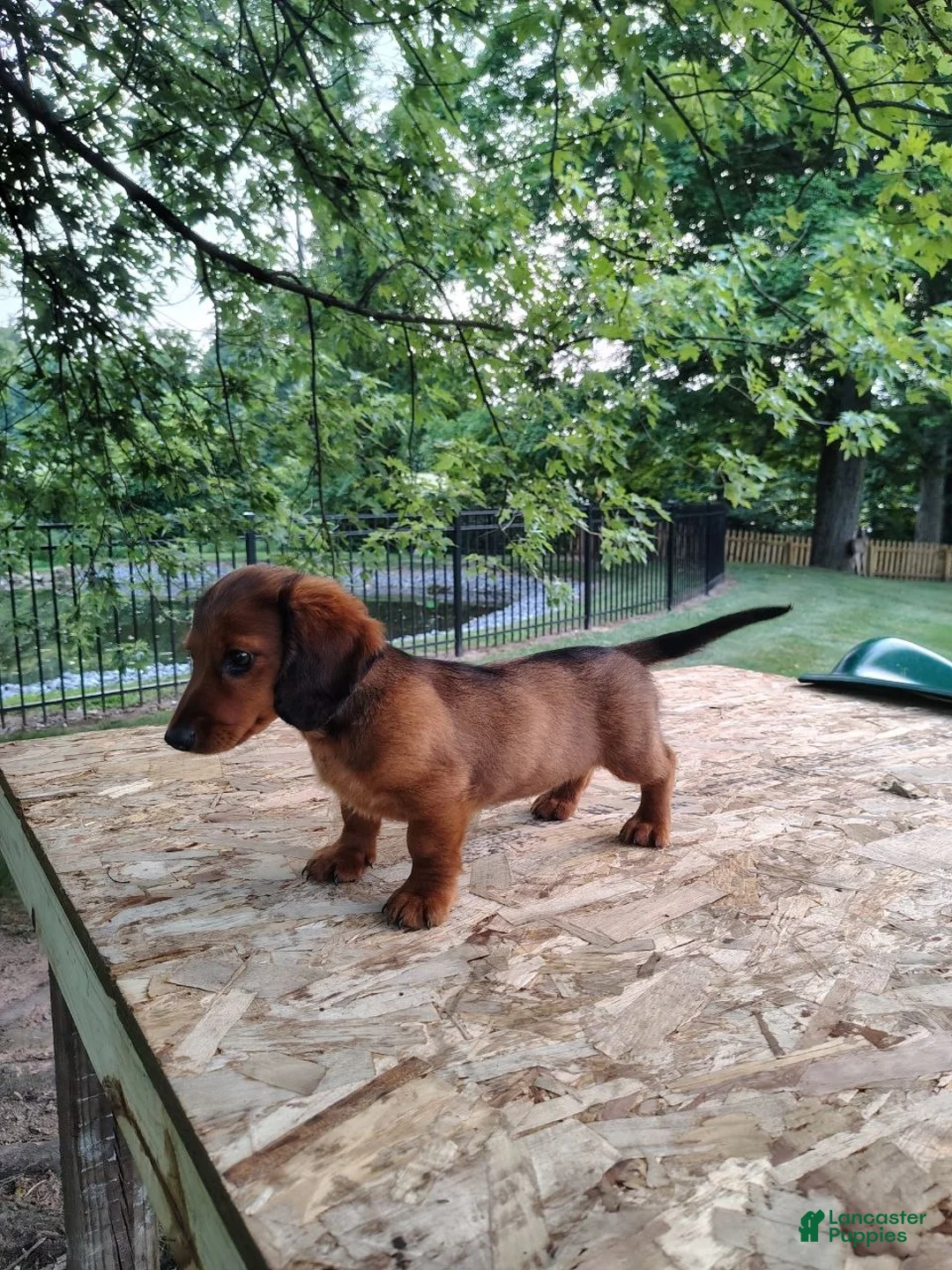 Miniature Dachshund dogs for sale: Teddy  - Ad 8