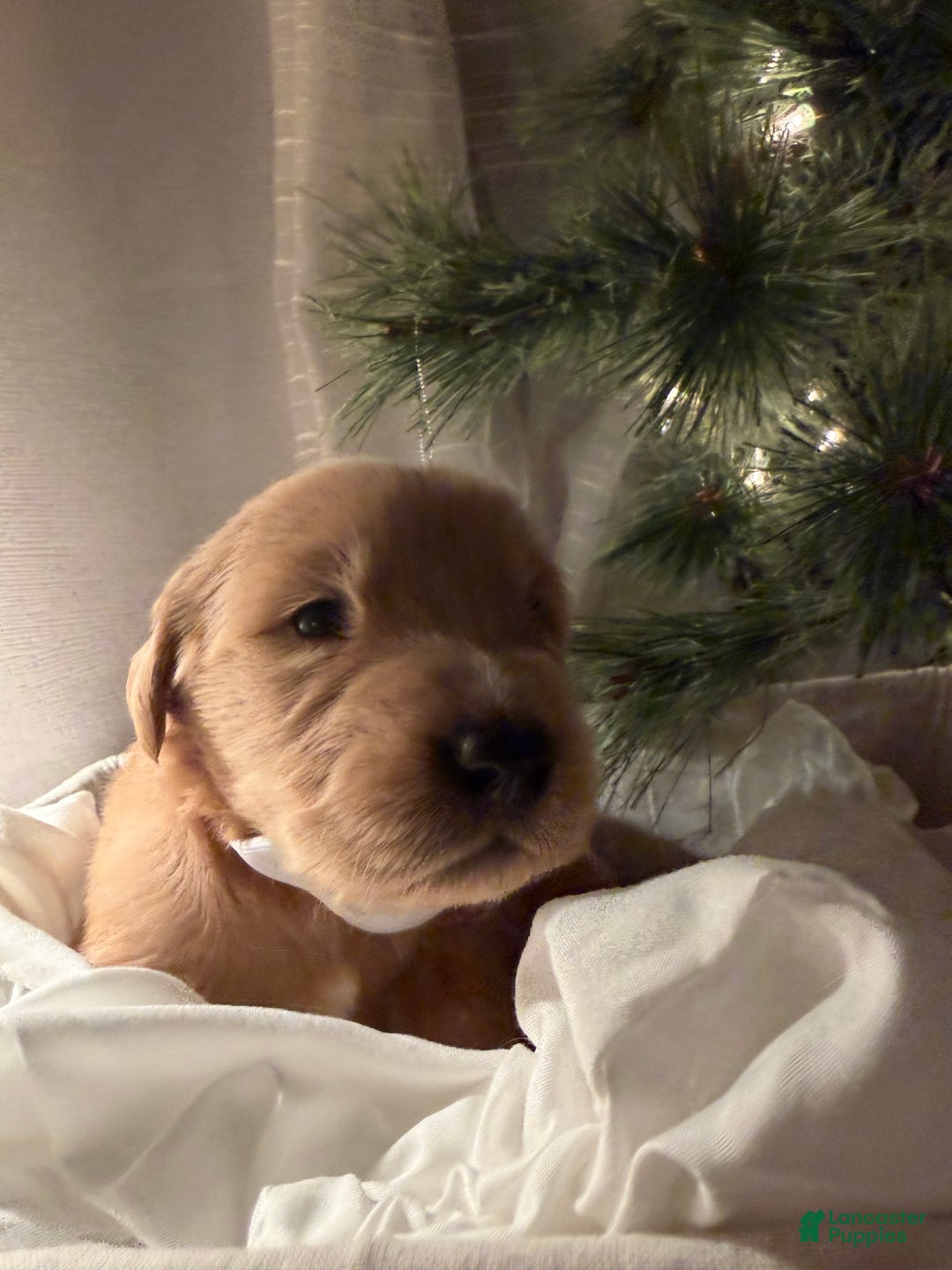 Golden Retriever dogs for sale: Brownie - Ad 3