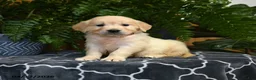 Golden Retriever dogs for sale: Hamlet - Ad 1
