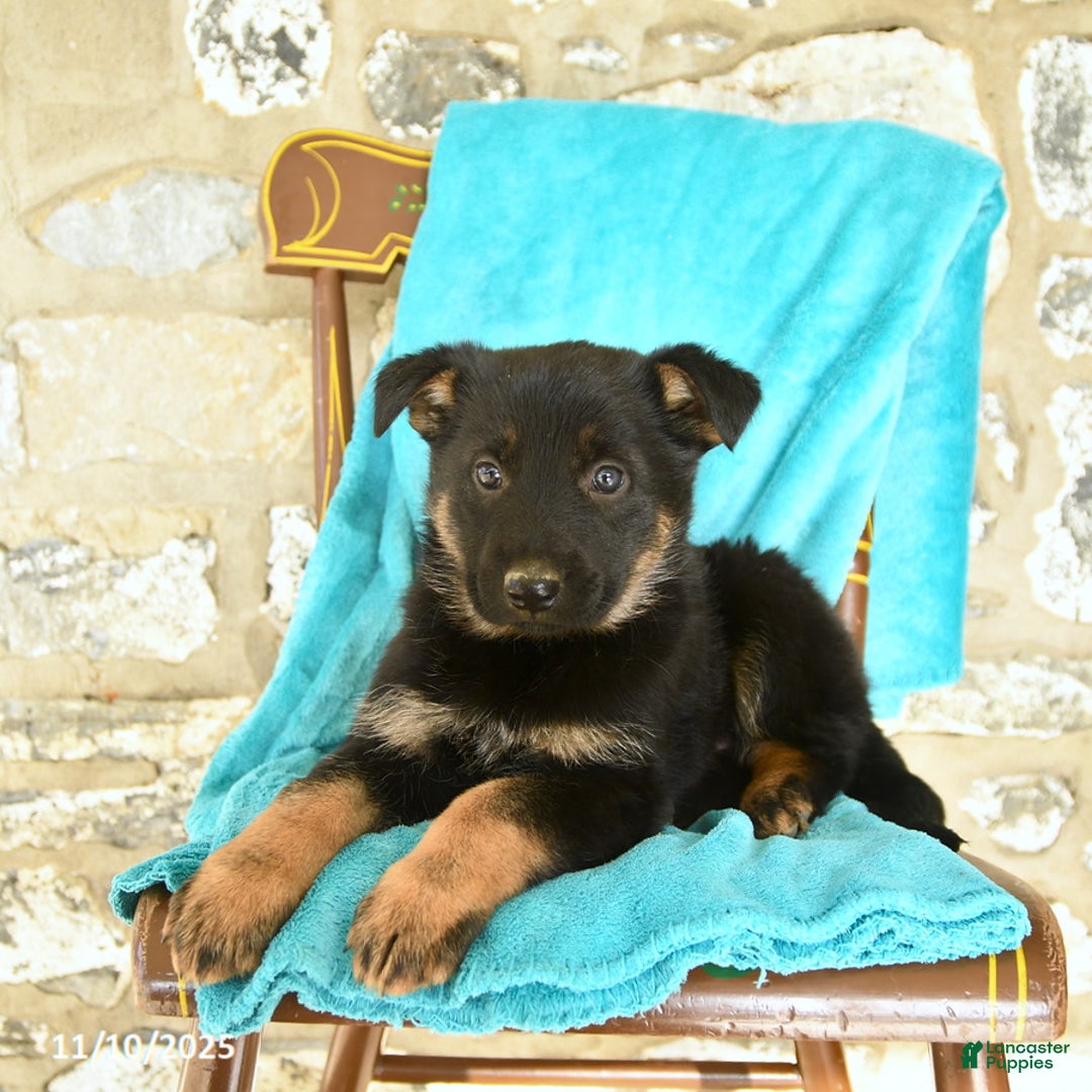 German Shepherd dogs for sale: Caroline - Ad 2