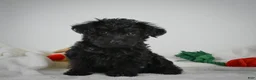 Yorkiepoo dogs for sale: Ace - Ad 3