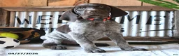 German Shorthaired Pointer dogs for sale: Betsy - Ad 3