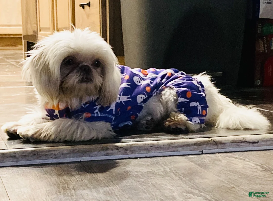 Shih Tzu dogs for sale: Kona - Ad 12