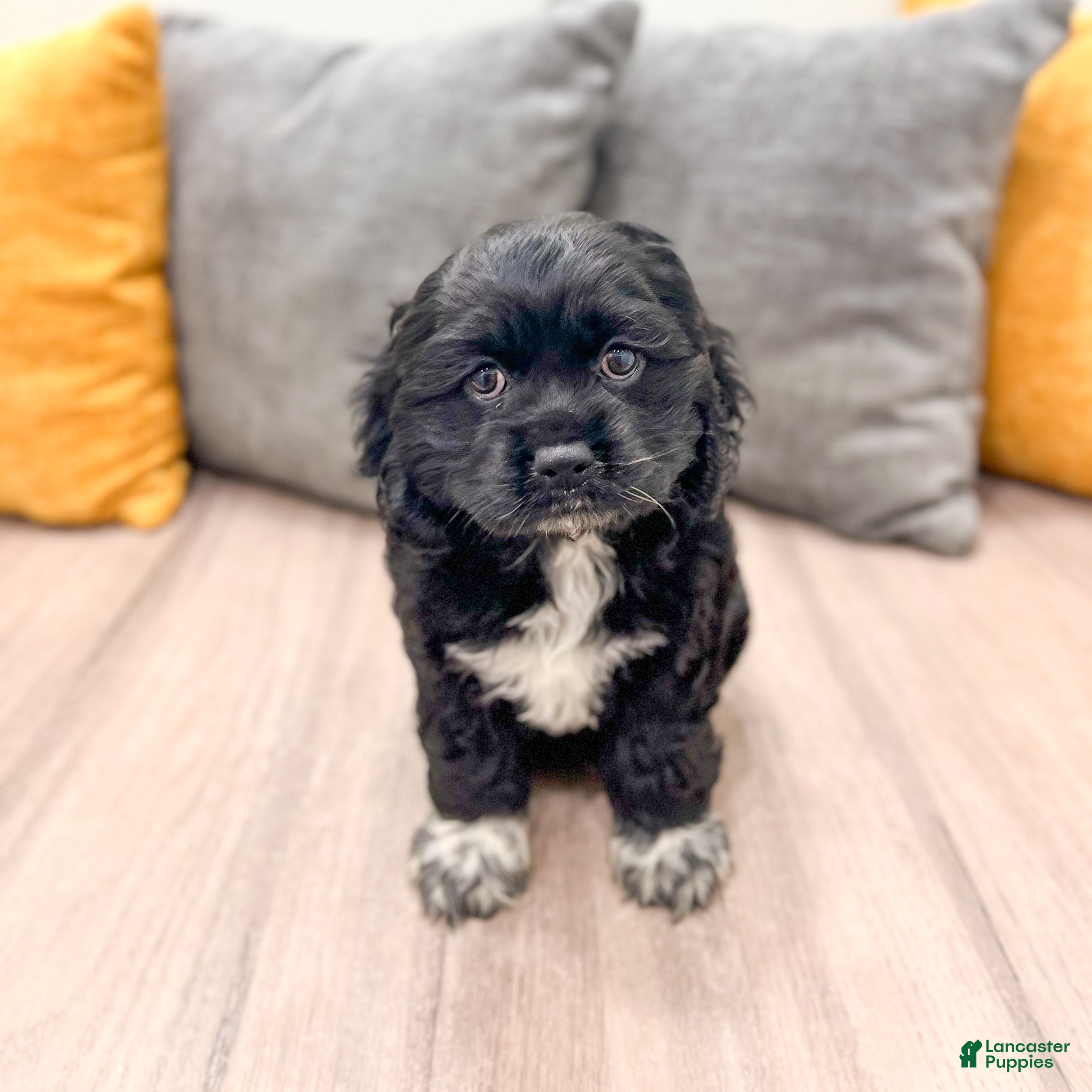 Cocker Spaniel dogs Elsa - Ad 1