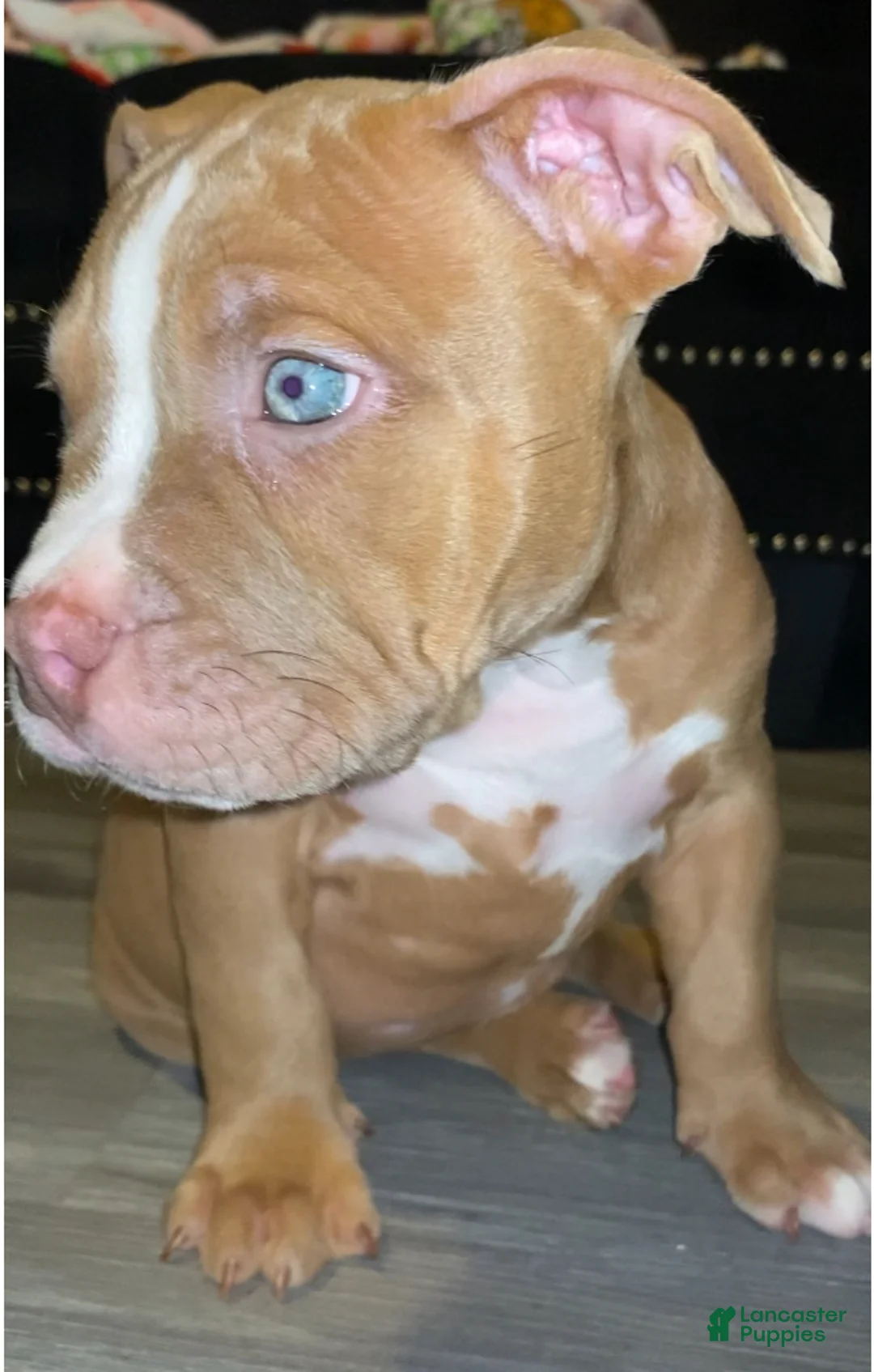 American Bully dogs for sale: MIRA - Ad 2
