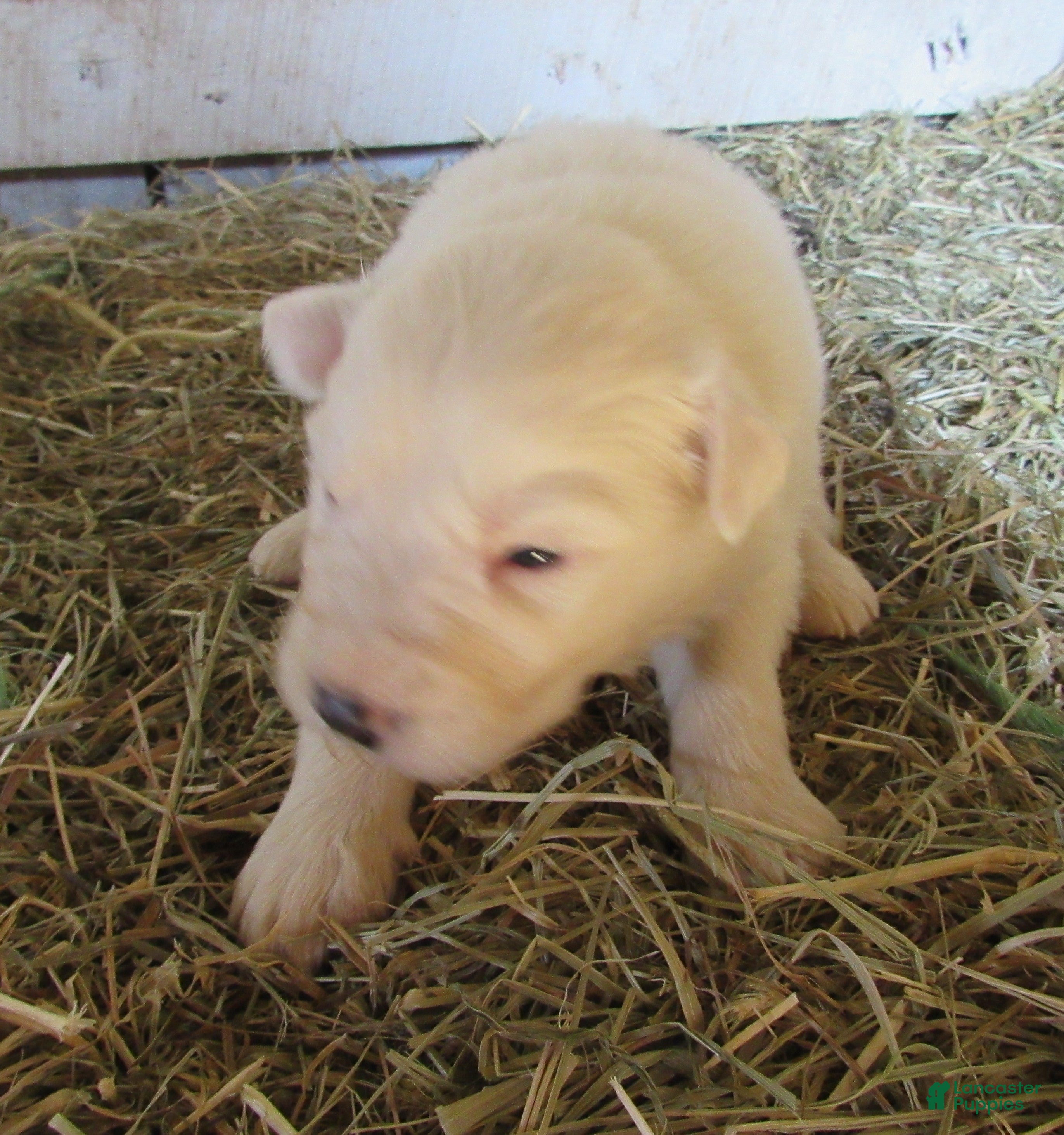 Great Pyrenees dogs Great Pyrenees Puppy Purple Color - Ad 2