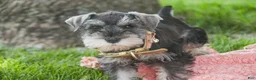 Miniature Schnauzer dogs for sale: Nellie Belle - Ad 9