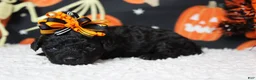 Toy Poodle dogs for sale: Sydney - Ad 7