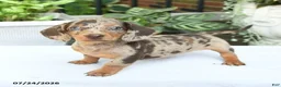 Miniature Dachshund dogs for sale: Dahlia - Ad 1