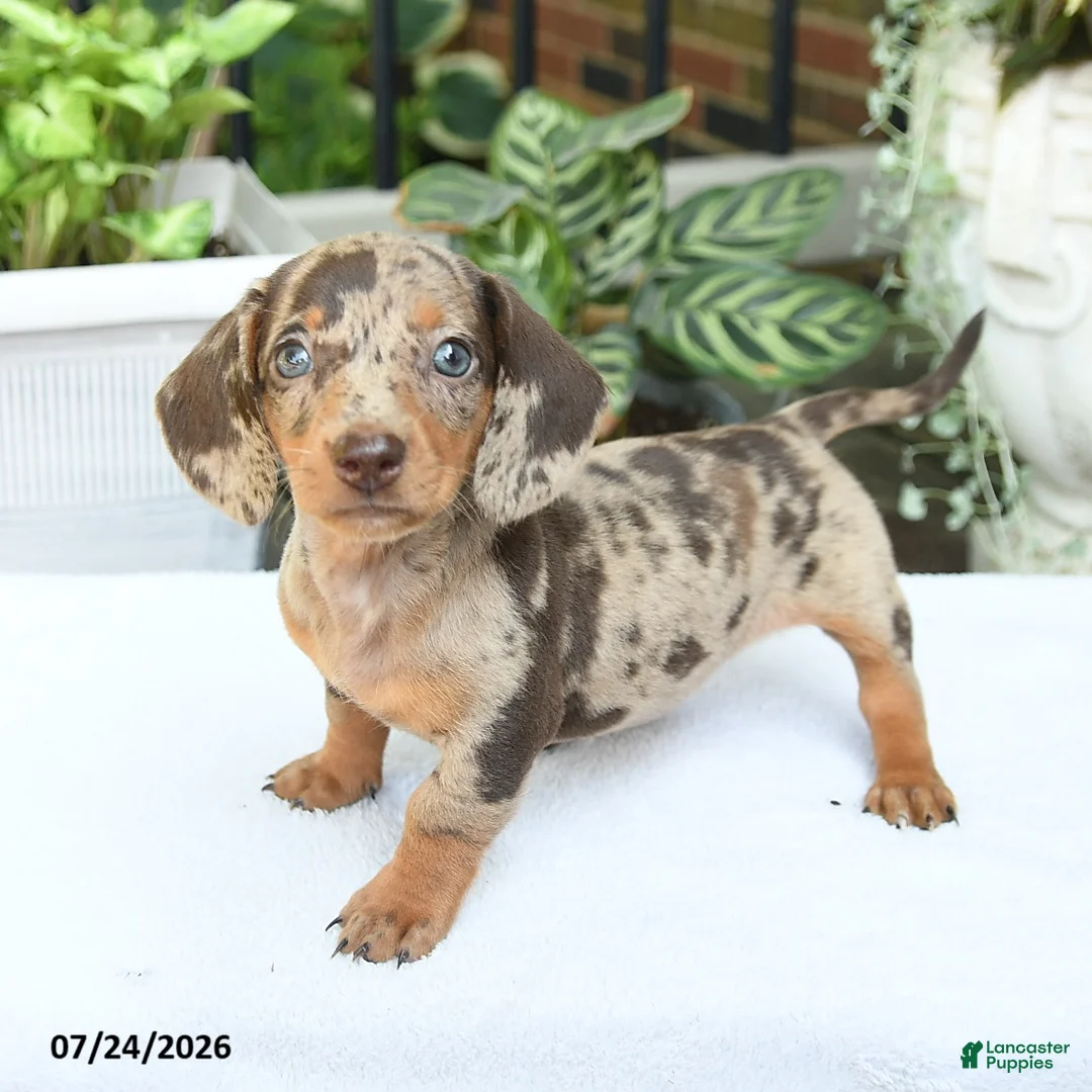 Miniature Dachshund dogs for sale: Dahlia - Ad 1