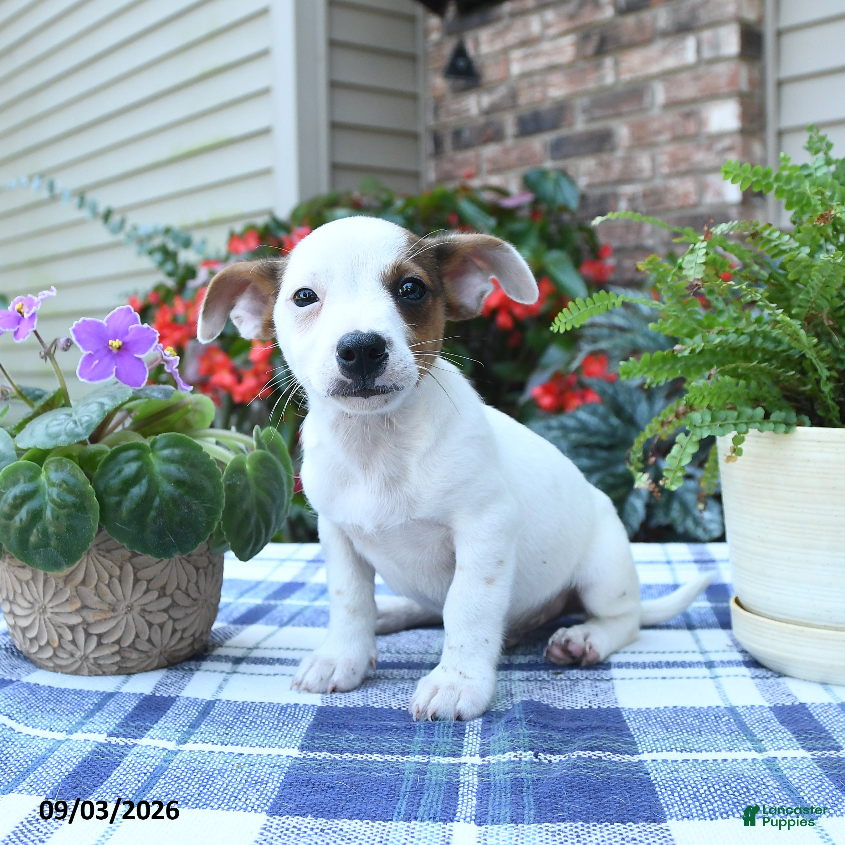 Jack Russell Terrier dogs Charlie - Ad 2