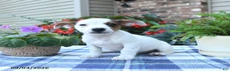 Jack Russell Terrier dogs for sale: Charlie - Ad 2