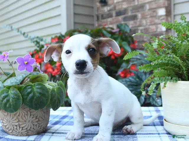 Jack Russell Terrier dogs for sale: Charlie - Ad 2