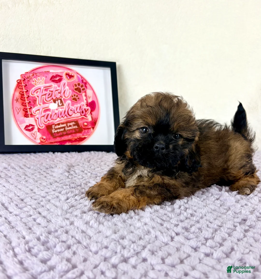 Shihpoo dogs for sale: Regina - Ad 2