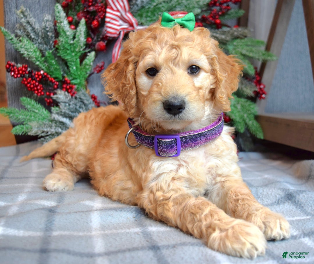 Goldendoodle dogs for sale: Penny - Ad 1